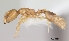  (Nesomyrmex sellaris - CASENT0004813-D01)  @13 [ ] Unspecified (default): All Rights Reserved  Unspecified Unspecified