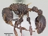  (Nesomyrmex sp - CASENT0425196-D01)  @13 [ ] Unspecified (default): All Rights Reserved  Unspecified Unspecified