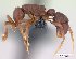  (Probolomyrmex zahamena - CASENT0150894-D01)  @13 [ ] Unspecified (default): All Rights Reserved  Unspecified Unspecified
