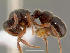  (Proceratium sp - CASENT0083267-D01)  @13 [ ] Unspecified (default): All Rights Reserved  Unspecified Unspecified