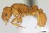  (Nesomyrmex clypeatus - CASENT0422552-D01)  @13 [ ] Unspecified (default): All Rights Reserved  Unspecified Unspecified