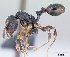  (Terataner dentatus - CASENT0441553-D01)  @13 [ ] Unspecified (default): All Rights Reserved  Unspecified Unspecified