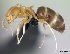  (Plagiolepis MG04 - CASENT0032990-D01)  @13 [ ] Unspecified (default): All Rights Reserved  Unspecified Unspecified