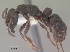  (Bothroponera cambouei - CASENT0140605-D01)  @13 [ ] Unspecified (default): All Rights Reserved  Unspecified Unspecified