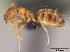  (Plagiolepis MG01 - CASENT0024438-D01)  @13 [ ] Unspecified (default): All Rights Reserved  Unspecified Unspecified