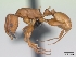  (Nesomyrmex spinosus - CASENT0443537-D01)  @13 [ ] Unspecified (default): All Rights Reserved  Unspecified Unspecified