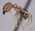  (Pheidole oswaldi_complex - CASENT0148153-D01)  @13 [ ] CreativeCommons - Attribution Non-Commercial No Derivatives (2011) Brian Fisher California Academy of Sciences