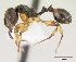  (Terataner trispinosum - CASENT0411019-D01)  @13 [ ] Unspecified (default): All Rights Reserved  Unspecified Unspecified