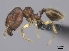  (Pheidole longipilosa - CASENT0023935-D01)  @13 [ ] CreativeCommons - Attribution Non-Commercial No Derivatives (2011) Brian Fisher California Academy of Sciences