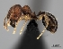  (Pheidole MGs029 - CASENT0043247-D01)  @13 [ ] CreativeCommons - Attribution Non-Commercial No Derivatives (2011) Brian Fisher California Academy of Sciences