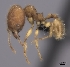  (Pheidole gracilis - CASENT0403307-D01)  @13 [ ] CreativeCommons - Attribution Non-Commercial No Derivatives (2011) Brian Fisher California Academy of Sciences