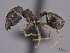  (Pheidole MGs095 - CASENT0073503-D01)  @13 [ ] CreativeCommons - Attribution Non-Commercial No Derivatives (2011) Brian Fisher California Academy of Sciences