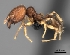  (Pheidole MGs036 - CASENT0009612-D01)  @13 [ ] CreativeCommons - Attribution Non-Commercial No Derivatives (2011) Brian Fisher California Academy of Sciences