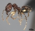  (Pheidole sofia_complex - CASENT0038931-D01)  @13 [ ] CreativeCommons - Attribution Non-Commercial No Derivatives (2011) Brian Fisher California Academy of Sciences