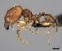  (Pheidole MGs100 - CASENT0096088-D01)  @13 [ ] CreativeCommons - Attribution Non-Commercial No Derivatives (2011) Brian Fisher California Academy of Sciences