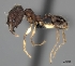  (Pheidole MGs021 - CASENT0043221-D01)  @13 [ ] CreativeCommons - Attribution Non-Commercial No Derivatives (2011) Brian Fisher California Academy of Sciences
