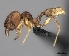  (Pheidole itremo - CASENT0042639-D01)  @13 [ ] CreativeCommons - Attribution Non-Commercial No Derivatives (2011) Brian Fisher California Academy of Sciences