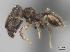  (Pheidole annemariae - CASENT0056546-D01)  @13 [ ] CreativeCommons - Attribution Non-Commercial No Derivatives (2011) Brian Fisher California Academy of Sciences