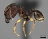 (Pheidole MGs088 - CASENT0440770-D01)  @13 [ ] CreativeCommons - Attribution Non-Commercial No Derivatives (2011) Brian Fisher California Academy of Sciences