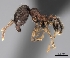  (Pheidole MGs040 - CASENT0480254-D01)  @13 [ ] CreativeCommons - Attribution Non-Commercial No Derivatives (2011) Brian Fisher California Academy of Sciences