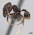  (Pheidole MGs085 - CASENT0403255-D01)  @13 [ ] CreativeCommons - Attribution Non-Commercial No Derivatives (2011) Brian Fisher California Academy of Sciences