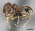  (Pheidole MGs011 - CASENT0052912-D01)  @13 [ ] CreativeCommons - Attribution Non-Commercial No Derivatives (2011) Brian Fisher California Academy of Sciences