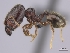  (Pheidole ocypodea - CASENT0196883-D01)  @13 [ ] CreativeCommons - Attribution Non-Commercial No Derivatives (2011) Brian Fisher California Academy of Sciences