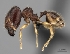  (Pheidole rugofitarata - CASENT0055004-D01)  @13 [ ] CreativeCommons - Attribution Non-Commercial No Derivatives (2011) Brian Fisher California Academy of Sciences
