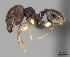  (Pheidole rugocephala - CASENT0037758-D01)  @13 [ ] CreativeCommons - Attribution Non-Commercial No Derivatives (2011) Brian Fisher California Academy of Sciences