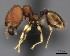  (Pheidole MGs032 - CASENT0061674-D01)  @13 [ ] CreativeCommons - Attribution Non-Commercial No Derivatives (2011) Brian Fisher California Academy of Sciences