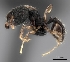  (Pheidole MGs030 - CASENT0129923-D01)  @13 [ ] CreativeCommons - Attribution Non-Commercial No Derivatives (2011) Brian Fisher California Academy of Sciences