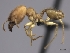  (Pheidole MGs063 - CASENT0140663-D01)  @13 [ ] CreativeCommons - Attribution Non-Commercial No Derivatives (2011) Brian Fisher California Academy of Sciences