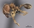  (Pheidole antranohofa_complex - CASENT0153220-D01)  @13 [ ] CreativeCommons - Attribution Non-Commercial No Derivatives (2011) Brian Fisher California Academy of Sciences