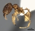  (Pheidole MGs017 - CASENT0413678-D01)  @13 [ ] CreativeCommons - Attribution Non-Commercial No Derivatives (2011) Brian Fisher California Academy of Sciences