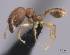  (Pheidole MGs066 - CASENT0413603-D01)  @13 [ ] CreativeCommons - Attribution Non-Commercial No Derivatives (2011) Brian Fisher California Academy of Sciences