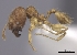  (Pheidole vadum - CASENT0427791-D01)  @13 [ ] CreativeCommons - Attribution Non-Commercial No Derivatives (2011) Brian Fisher California Academy of Sciences