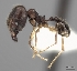  (Pheidole MGs102 - CASENT0198043-D01)  @13 [ ] CreativeCommons - Attribution Non-Commercial No Derivatives (2011) Brian Fisher California Academy of Sciences