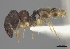  (Pheidole petax - CASENT0139899-D01)  @13 [ ] CreativeCommons - Attribution Non-Commercial No Derivatives (2011) Brian Fisher California Academy of Sciences