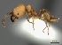  (Pheidole MGs033 - CASENT0413612-D01)  @13 [ ] CreativeCommons - Attribution Non-Commercial No Derivatives (2011) Brian Fisher California Academy of Sciences