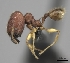  (Pheidole MGs065 - CASENT0413508-D01)  @13 [ ] CreativeCommons - Attribution Non-Commercial No Derivatives (2011) Brian Fisher California Academy of Sciences