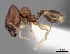  (Pheidole MGs043 - CASENT0044210-D01)  @13 [ ] CreativeCommons - Attribution Non-Commercial No Derivatives (2011) Brian Fisher California Academy of Sciences
