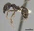  (Pheidole voreios - CASENT0427792-D01)  @13 [ ] CreativeCommons - Attribution Non-Commercial No Derivatives (2011) Brian Fisher California Academy of Sciences