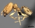  (Pheidole MGs051 - CASENT0196994-D01)  @13 [ ] CreativeCommons - Attribution Non-Commercial No Derivatives (2011) Brian Fisher California Academy of Sciences