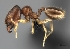  (Pheidole navoatrensis - CASENT0469065-D01)  @13 [ ] CreativeCommons - Attribution Non-Commercial No Derivatives (2011) Brian Fisher California Academy of Sciences