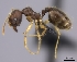  (Pheidole MGs001 - CASENT0451579-D01)  @13 [ ] CreativeCommons - Attribution Non-Commercial No Derivatives (2011) Brian Fisher California Academy of Sciences