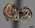  (Pheidole SS-spin - CASENT0459674-D01)  @13 [ ] CreativeCommons - Attribution Non-Commercial No Derivatives (2011) Brian Fisher California Academy of Sciences