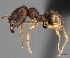  (Pheidole manantenina - CASENT0487137-D01)  @13 [ ] CreativeCommons - Attribution Non-Commercial No Derivatives (2011) Brian Fisher California Academy of Sciences
