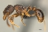  (Tetramorium avaratra - CASENT0044405-D01)  @13 [ ] CreativeCommons - Attribution Non-Commercial No Derivatives (2011) Brian Fisher California Academy of Sciences
