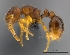  (Tetramorium robitika - CASENT0056338-D01)  @13 [ ] CreativeCommons - Attribution Non-Commercial No Derivatives (2011) Brian Fisher California Academy of Sciences