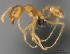  (Pheidole MG010 - CASENT0453194-D01)  @13 [ ] CreativeCommons - Attribution Non-Commercial No Derivatives (2011) Brian Fisher California Academy of Sciences